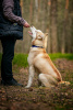 Photos supplémentaires: Le beau husky Hart est entre de bonnes mains