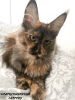 Photo №3. Maine coon pedigree show chatons. Chypre