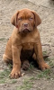 Photo №4. Je vais vendre dogue de bordeaux en ville de Prokuplje. éleveur - prix - négocié