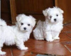 Photo №1. bichon maltais - à vendre en ville de Берлингероде | négocié | Annonce №115852