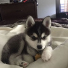 Photo №1. husky de sibérie - à vendre en ville de Stockholm | négocié | Annonce №77497