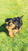 Photo №1. yorkshire terrier - à vendre en ville de Helsinki | 300€ | Annonce №75652