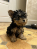 Photo №3. Beaux chiots Yorkshire terrier miniatures. Allemagne