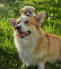 Photo №2 de l'annonce № 106830 de la vente welsh corgi - acheter à Pays Bas éleveur