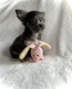 Photo №4. Je vais vendre chihuahua en ville de New york. de la fourrière, éleveur - prix - 473€