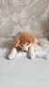 Photos supplémentaires: Chiot Akita Inu