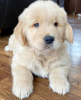 Photo №2 de l'annonce № 116623 de la vente golden retriever - acheter à Allemagne annonce privée