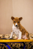 Photo №1. chien bâtard - à vendre en ville de Ulyanovsk | négocié | Annonce №80235