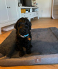 Photo №1. labradoodle - à vendre en ville de Helsinki | négocié | Annonce №105734