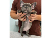 Photo №1. bouledogue - à vendre en ville de Москва | négocié | Annonce №9931