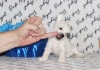 Photo №3. chiots chien chinois à crête. Fédération de Russie