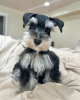 Photo №4. Je vais vendre schnauzer miniature en ville de Шуя. éleveur - prix - 473€