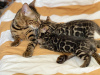 Photos supplémentaires: Vente urgente de mignons chatons bengal