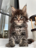 Photo №4. Je vais vendre maine coon en ville de Франкфурт-на-Майне. annonce privée - prix - 400€