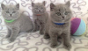 Photo №1. british shorthair - à vendre en ville de Антверпен | négocié | Annonce № 75556