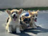 Photos supplémentaires: Chiots Welsh Corgi Pembroke