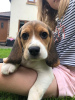 Photo №1. beagle - à vendre en ville de Berlin | Gratuit | Annonce №116069