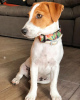 Photo №1. jack russell terrier - à vendre en ville de Stockholm | négocié | Annonce №55656