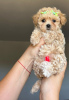 Photo №3. Mignon chiot Maltipoo à adopter. Allemagne