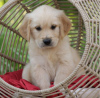 Photo №4. Je vais vendre golden retriever en ville de Эхтернах. annonce privée - prix - 400€