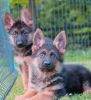 Photos supplémentaires: Chiots berger allemand