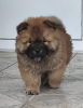 Photo №1. chow-chow - à vendre en ville de Belgrade | 250€ | Annonce №108974