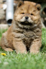 Photo №1. chow-chow - à vendre en ville de Bečej | 550€ | Annonce №97589