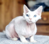 Photo №2 de l'annonce № 123673 de la vente devon rex - acheter à Allemagne annonce privée