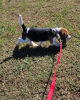 Photo №4. Je vais vendre beagle en ville de Раума. annonce privée - prix - 376€