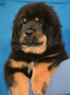 Photo №4. Je vais vendre dogue du tibet en ville de Mariupol. annonce privée - prix - Négocié