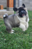 Photo №2 de l'annonce № 95514 de la vente akita (chien) - acheter à Serbie 