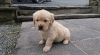 Photo №1. golden retriever - à vendre en ville de Munich | 300€ | Annonce №69760