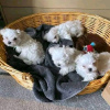 Photo №1. bichon maltais - à vendre en ville de Rüti | 350€ | Annonce №13359