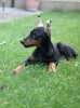 Photo №4. Je vais vendre dobermann en ville de Belgrade. annonce privée - prix - négocié