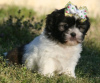 Photo №2 de l'annonce № 36388 de la vente shih tzu - acheter à Allemagne 