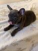 Photo №4. Je vais vendre bouledogue en ville de Glasgow. annonce privée, éleveur - prix - 450€