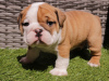 Photo №1. bulldog anglais - à vendre en ville de Helsinki | Gratuit | Annonce №98980