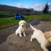 Photo №3. Deux adorables chiots Golden Retriever avec pedigree. Belgique