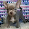 Photo №1. chihuahua - à vendre en ville de Флорида Сити | 379€ | Annonce №127297