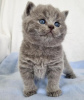 Photo №2 de l'annonce № 122121 de la vente british shorthair - acheter à USA annonce privée