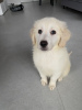 Photo №4. Je vais vendre golden retriever en ville de Poznan. annonce privée - prix - 400€