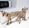 Photo №3. chatons serval. France