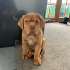 Photo №1. dogue de bordeaux - à vendre en ville de Vienna | 450€ | Annonce №83346