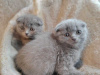 Photo №1. scottish fold - à vendre en ville de Антверпен | Gratuit | Annonce № 120413