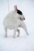 Photo №1. bull terrier - à vendre en ville de Vilnius | 1500€ | Annonce №9806