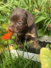 Photo №2 de l'annonce № 24282 de la vente petit chien russe - acheter à Fédération de Russie annonce privée