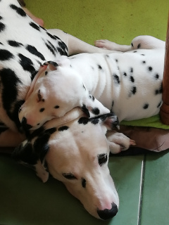 Photo №3. Chiot dalmatien, de parents de race. Il y a des documents de naissance de la Dog. Ukraine