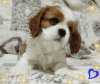 Photos supplémentaires: Cavalier King Charles Spaniel garçon prometteur