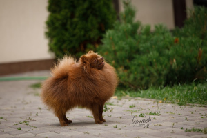 Photo №4. Je vais vendre spitz allemand en ville de Moscou. éleveur - prix - Négocié