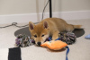 Photo №1. shiba - à vendre en ville de Tallinn | négocié | Annonce №71412